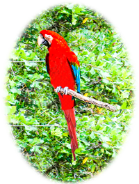 Green wing macaw photo