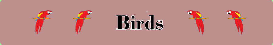 Birds pagr name photo